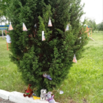 зображення 2026 06 11 094347310